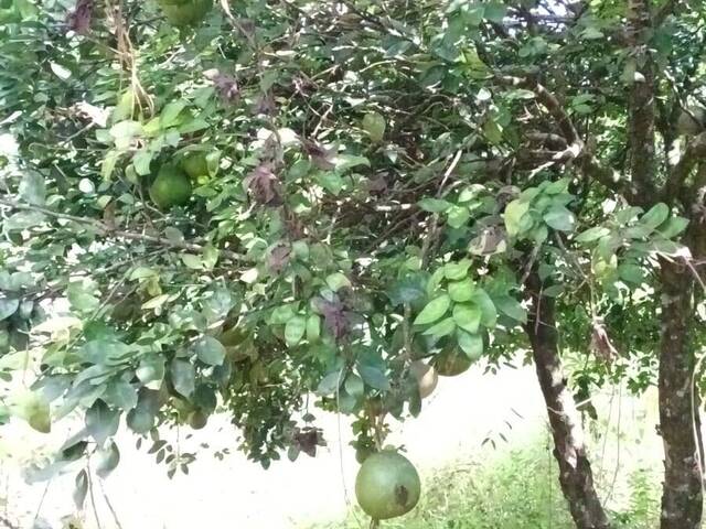 Chácara para Venda em Pouso Alegre - 4
