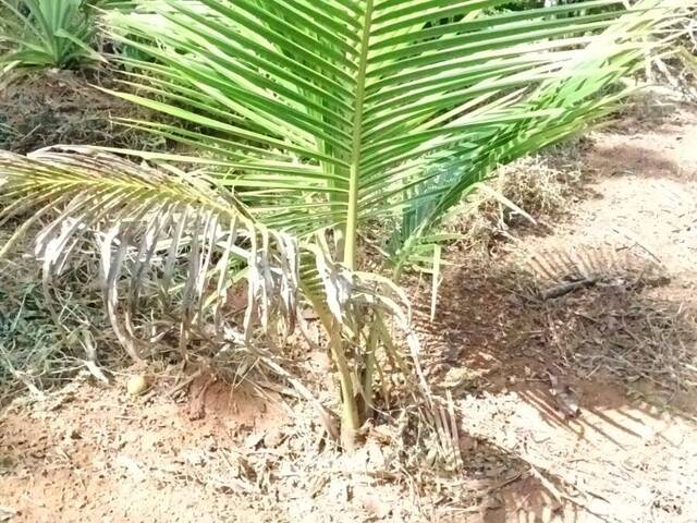 Venda em Pantano São José - Pouso Alegre