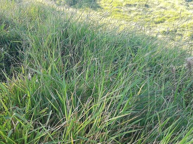 #3197 - Sítio para Venda em Pouso Alegre - MG - 3