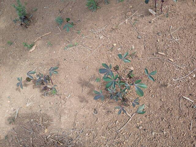 #3230 - Chácara para Venda em Congonhal - MG - 2